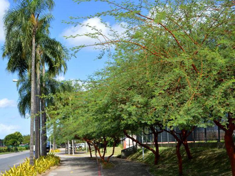 Paulistano paga mais caro para morar em 'bairros verdes'